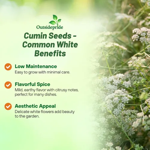 Vista 3 de Outsidepride Semillas de comino blanco comunes para plantar, 1000 piezas anuales, especias aromáticas, fáciles de cultivar, semillas sabrosas
