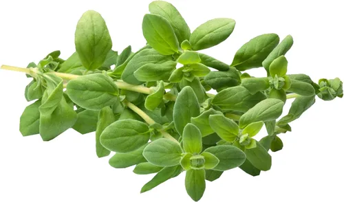 Vista 2 de TKE Farms & Gardens - Semillas de mejorana para plantar, 500 mg, 2000 semillas de reliquia, sin OMG, paquete incluye instrucciones para cultivar