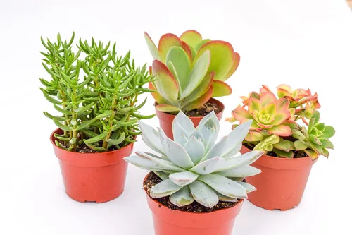 Vista 2 de Suculentas grandes y coloridas para exteriores – Surtido de 4 pulgadas – Plantas suculentas vivas para exteriores – Grandes suculentas vivas