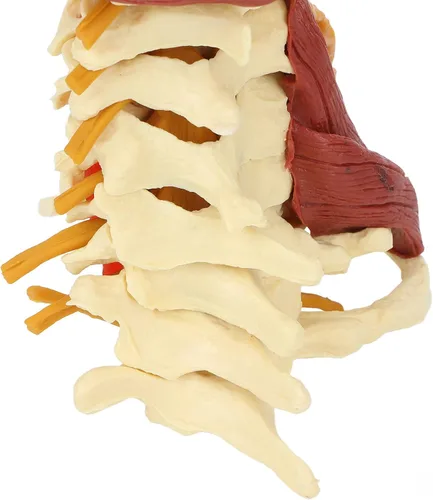 Vista 9 de Modelo de columna cervical, modelo espinal humano extraíble, para médico, paciente, comunicación, ciencias, aula, estudio, exhibición