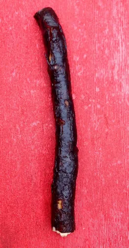 Vista 3 de Live Russian Comfrey Root, Bocking 14 Cultivar por Verdant Treasures