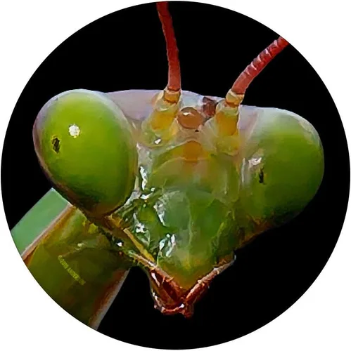Vista 3 de PopSockets Green Praying Mantis - Soporte y agarre para teléfonos y tabletas, Negro