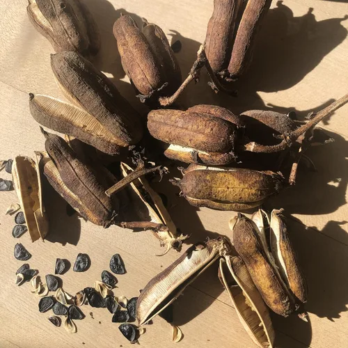 Vista 3 de Semillas de yuca orgánicas (Yucca filamentosa) 50 semillas (0.02 oz) - Aguja de Adán, bayoneta española, yuca, semillas de palma de aguja por Smoke