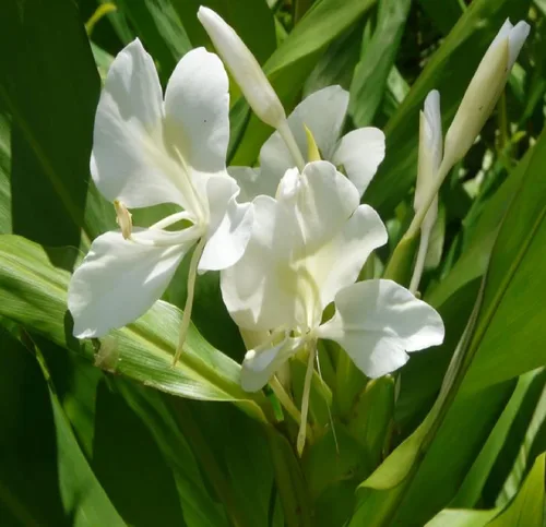 Vista 6 de Rizomas de plantas de jengibre blanco hawaiano 4 paquetes