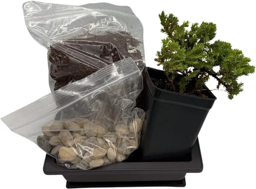 Vista 3 de My First Bonsai Tree Kit Plus Live Japanese Enebro Tree