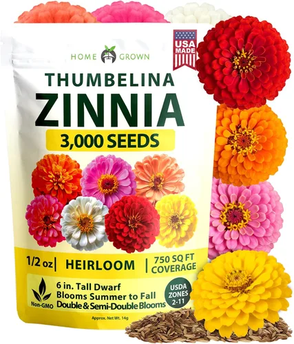 Vista 47 de HOME GROWN Bachelor Button Tall Mix 700+ Semillas de flores Centaurea