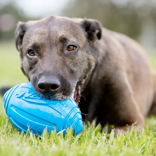 Vista 4 de Nerf juguete fútbol con sonido para perro, Sencillo, Azul