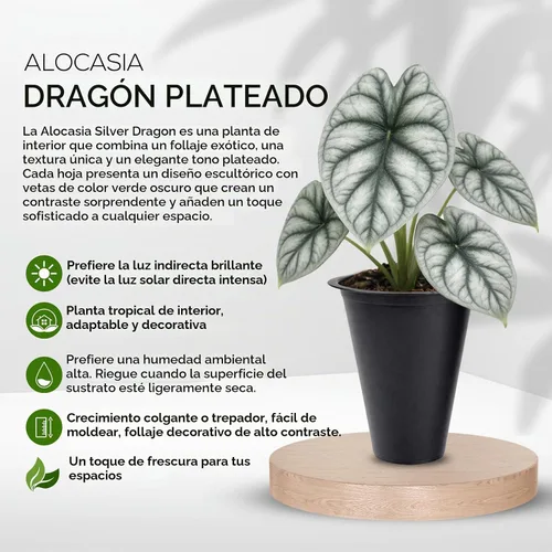 Vista 7 de Colección de Plantas Alocasia (paquete de 4) - Cuprea, Ratón Mickey, Dragón Plateado, Escala de Dragón - Raras Plantas de Interior, Plantas Exóticas