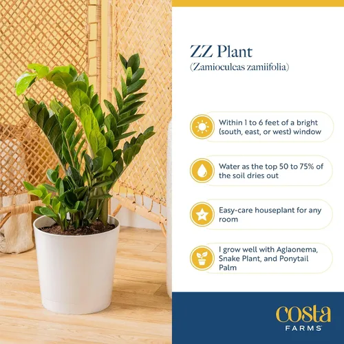 Vista 6 de Costa Farms ZZ Zamioculcas Zamiifolia, planta de interior, 12 pulgadas de alto, maceta decorativa blanca natural.