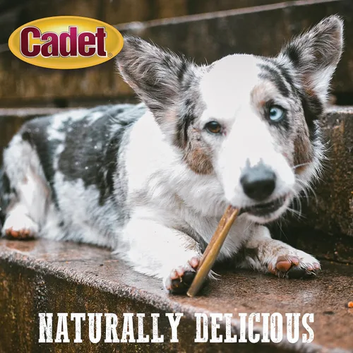 Vista 12 de Palitos de piel de toro Cadet para perros pequeños, 100% pizzle de res natural, masticables de ingredientes limitados y larga duración para perros