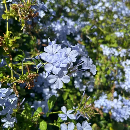 Vista 4 de 4 plantas vivas de plumbago azul, arbusto floreciente, 4-7 pulgadas de alto
