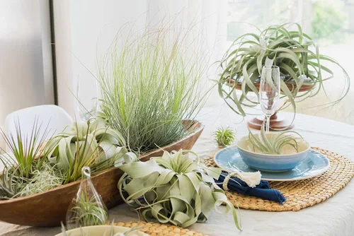 Vista 3 de Air Plant Shop Paquete de 3 erizos de mar morados con plantas de aire surtidas, suculentas, Tillandsia viva, plantas de interior y exterior de fácil