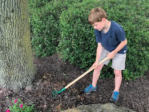 Vista 5 de Eurogarden Cultivador de 3 dientes para niños, herramienta de jardín ligera con mango de madera largo para niños o adultos que prefieren