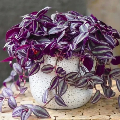 Vista 9 de 2 plantas vivas judías errantes de Tradescantia púrpura