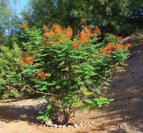 Vista 3 de Poinciana pulcherrima (orgullo de Barbados, arbusto rojo del paraíso), semillas de árbol, flores escarlata y amarillas brillantes, elige