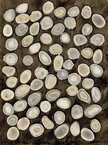 Vista 7 de Cuernas/rebanadas de cuernos de ciervo Dakota natural (manualidades, fabricación de joyas, suministros de reborde) (pequeño)