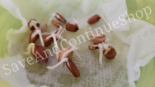 Vista 3 de Ampalaya 20 Seeds Oficina Filipina de Industria Vegetal Amargo Melón Amargoso Semilla