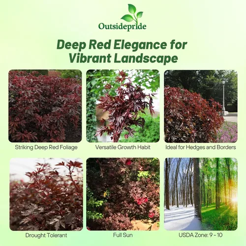 Vista 2 de Outsidepride Semillas de hibisco esplendor de caoba – 20 piezas de semillas de flores perennes para plantar polinizadores, follaje elegante y denso