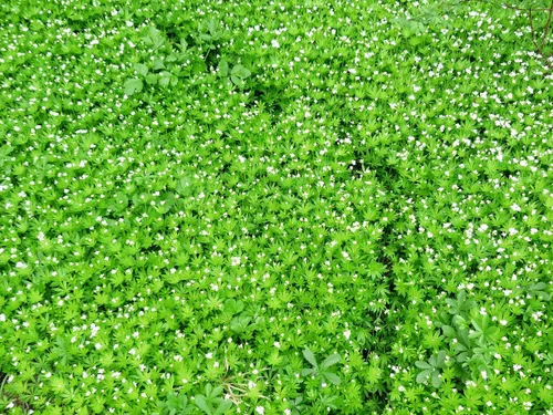 Vista 4 de Hierba dulce de Woodruff - Seco, cortado, natural Galium Odoratum - Peso neto: 1 oz/28 g