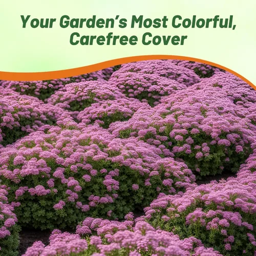 Vista 6 de Outsidepride Creeping Thyme - Alfombra mágica