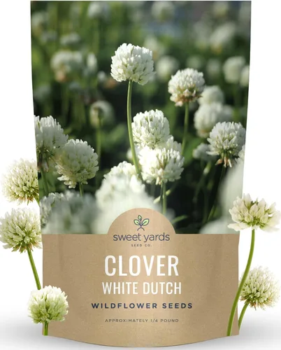 Vista 9 de Trébol holandés blanco, bolsa a granel de 1 libra, 600.000 semillas de flores para plantar - Trifolium repens