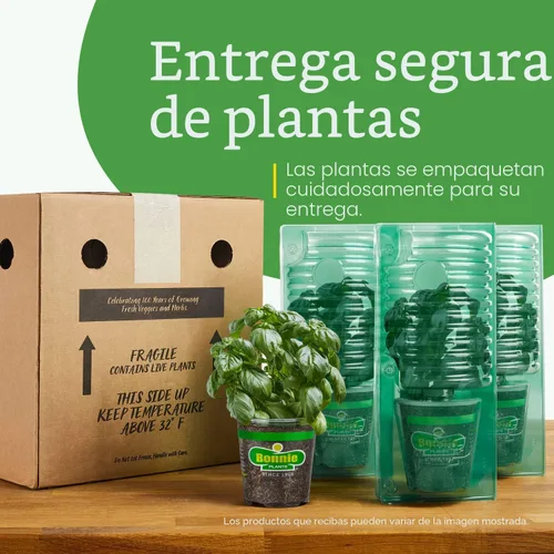 Vista 9 de Bonnie Plants Ichiban - Berenjena japonesa tipo – Paquete de 4 plantas vivas, ideales para contenedores, 10 pulgadas de largo, perfectas para asar
