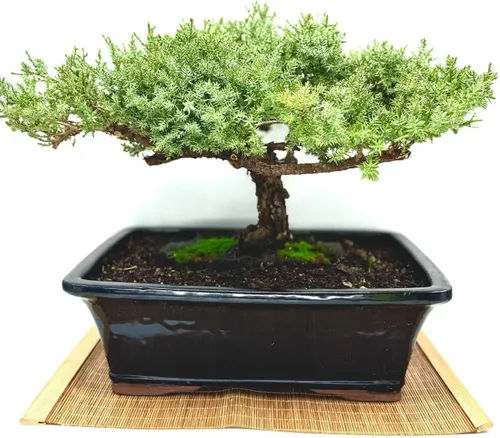 Vista 9 de Árbol bonsái enano vivo de enebro de más de 12 años con alfombrilla de bambú, árbol bonsái de enebro o jade, para interiores y exteriores, 100%