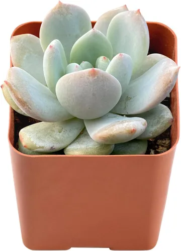 Vista 12 de Plantas suculentas vivas de 2", Aeonium 'Superbang', suculentas mini en maceta, planta de interior de fácil cuidado, regalos únicos, decoración