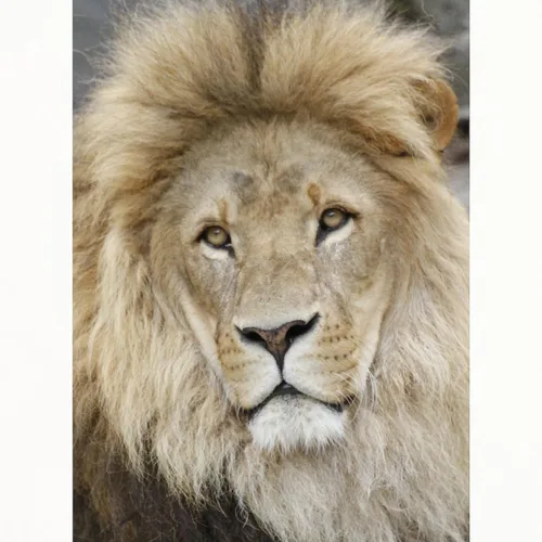 Vista 2 de CafePress Lion20150802 Standard Size Playing Cards