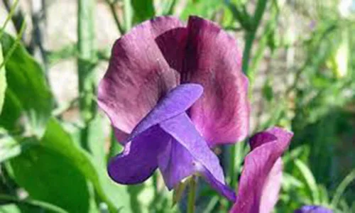 Vista 2 de Sweet Pea, 100 semillas recién cosechadas, flor de gran corte