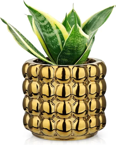 Vista 7 de DILATATA Maceta de Cerámica de 5 Pulgadas para Plantas de Interior Sin Orificio de Drenaje, Maceta de Flores de Burbuja, Maceta de Hobnail, Maceta