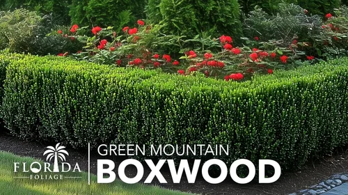 Vista 2 de Green Mountain Boj Planta de tamaño de 1 galón vivo Elegante árbol de hoja perenne en forma de pirámide, ideal para topiario y paisajismo