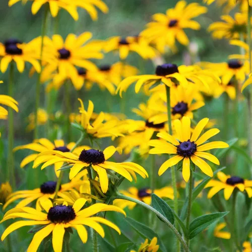 Vista 5 de Seed Needs - Semillas de flores para plantar Black Eyed Susan, paquete a granel de 1.5 onzas