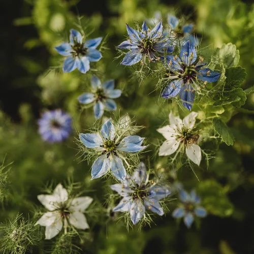 Vista 4 de Love-in-a-Mist - 250 semillas - Variedad de reliquia y polinizada abierta, semillas de flores aptas para polinizadores sin OMG para plantar al aire