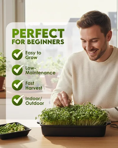 Vista 4 de Nature Jims Sprouts Semillas de brócoli orgánicas para germinar, certificadas sin OMG, ricas en sulforafano, semillas microverdes de crecimiento