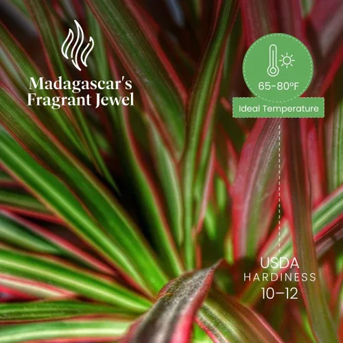 Vista 5 de American Plant Exchange Dracaena 'Colorama' - Maceta de 6 pulgadas - Planta de interior colorida viva con follaje a rayas rosas y verdes, planta