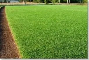 Vista 2 de Lesco Double Eagle - Mezcla de semillas de riegrass perenne (1 libra)