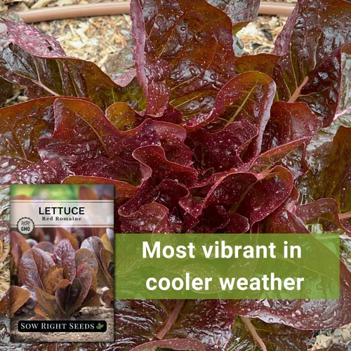 Vista 5 de Sow Right Seeds - Semillas de lechuga romana roja para plantar - Paquete de reliquia sin OMG con instrucciones para plantar un huerto casero - Al
