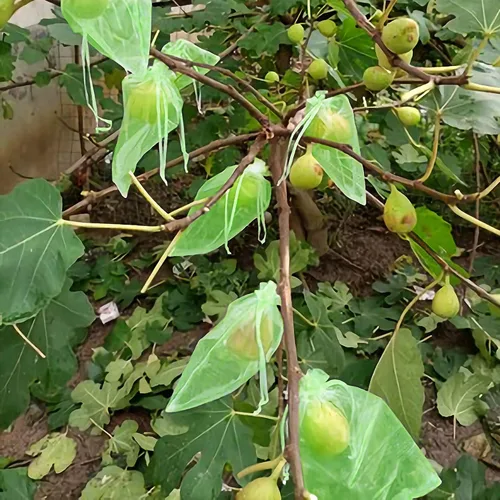Vista 6 de 100 bolsas de protección de frutas verdes de 6 x 8 pulgadas, bolsas de malla para frutas con cordón, bolsa de malla para proteger las plantas