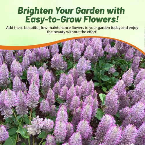 Vista 6 de Outsidepride 10 semillas anuales Ptilotus Exaltatus Joey Garden Flower Seeds para plantar