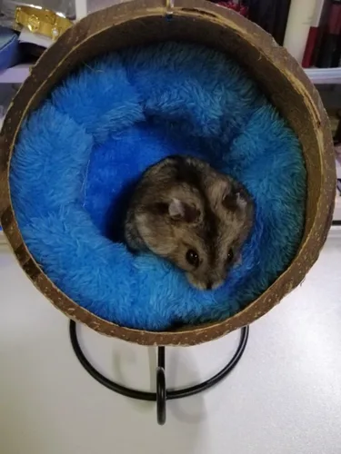 Vista 3 de Ranslen Hamster de coco natural con suspensión de juguete molar, casa de cama de hámster con almohadilla cálida, accesorios de decoración de hábitat