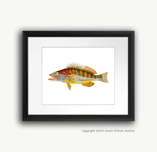 Vista 6 de Juego de 4 impresiones artísticas de peces tropicales sin marco, color arco iris, decoración de baño de playa y pescado_4A
