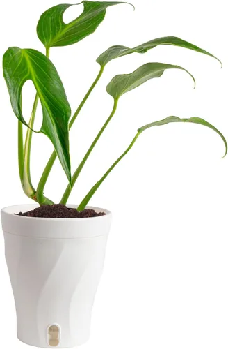 Vista 23 de Costa Farms – Planta de Pothos Albo Variegado viva en maceta auto-regante, purificadora de aire para interior, perfecta para decoración del hogar