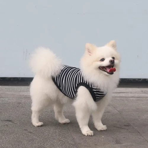 Vista 3 de Camisetas a rayas para perros y gatos, 102 % algodón, para perros y gatos pequeños, ropa sin mangas para cachorros para Chihuahua, verde Yorkie