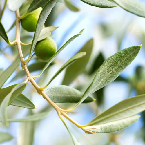 Vista 4 de Perfect Plants Planta viva de oliva arbequina, 2-3 pies, incluye guía de cuidado Self-pollinating and bears edible fruit the first year, zones