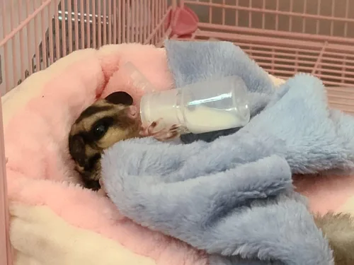 Vista 4 de Paquete de 3 botellas de lactancia Sugar Glider, biberón de leche de plástico con tapa abatible, kit de lactancia para mascotas, dispensador