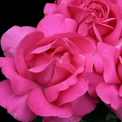Vista 3 de Rosas de té híbridas Heirloom, Planta de raíz propia viva para jardín al aire libre, Grande Dame™, Zonas de rusticidad muy fragantes: 6-10