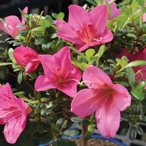 Vista 3 de Brussel's Bonsai Live Satsuki Azalea Bonsai, árbol de flores vivas, para exteriores, pequeño, 5 años de edad, 5 a 8 pulgadas de alto, paquete de 2