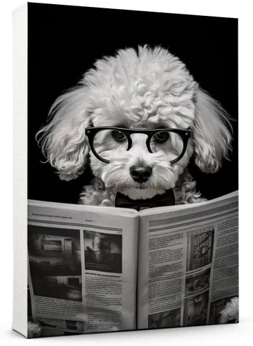 Vista 77 de Thuan Affenpinscher - Póster de lienzo con tus fotos, arte de pared para decoración del hogar, regalo conmemorativo para amantes de las mascotas