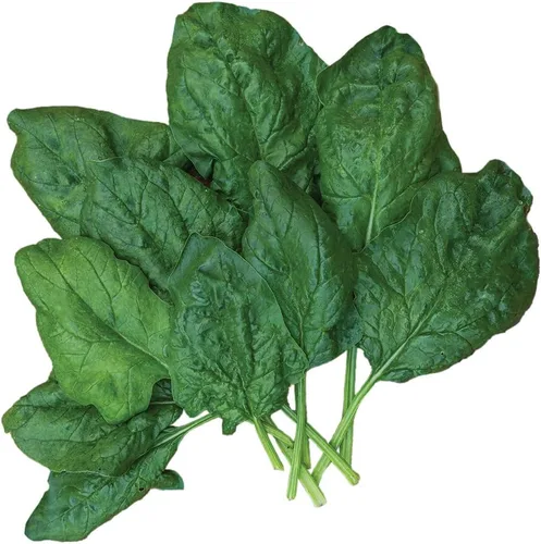 Vista 4 de Burpee A La Carte Hybrid Spinach Seeds 300 semillas